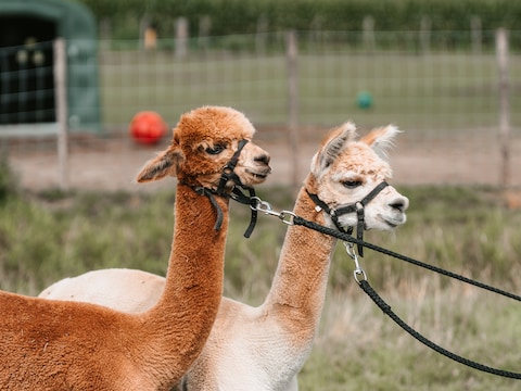 Illustratiebeeld - Smullen voor deze snoetjes? Dierendag zamelt geld in voor de kinderboerderij van Hulgenrode.
