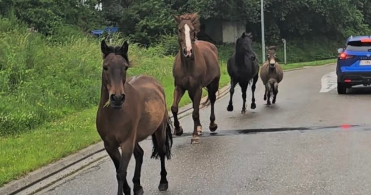 Paarden en ezel breken uit in Wilsele: dieren onderschept op Kolonel Begaultlaan
