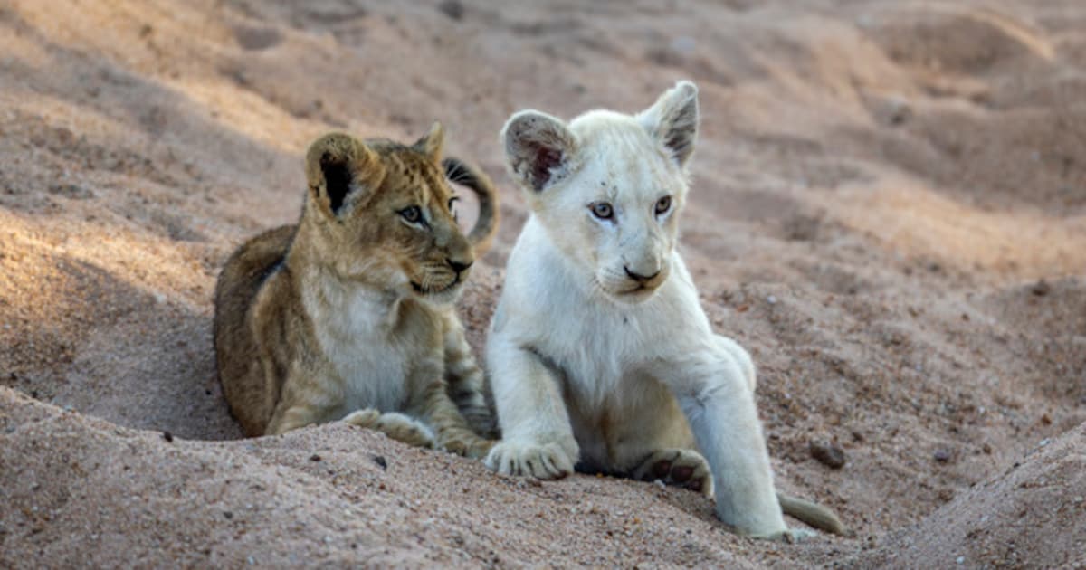 Vlaamse safarigids (24) spot witte leeuwenwelp in Zuid-Afrika: “Waarschijnlijk het zeldzaamste dat i