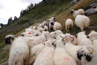 Bijna honderd schapen gedood door blikseminslag in Zwitserland