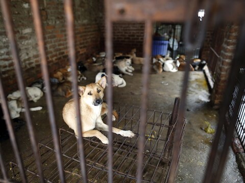 Honden achter tralies in Vietnam