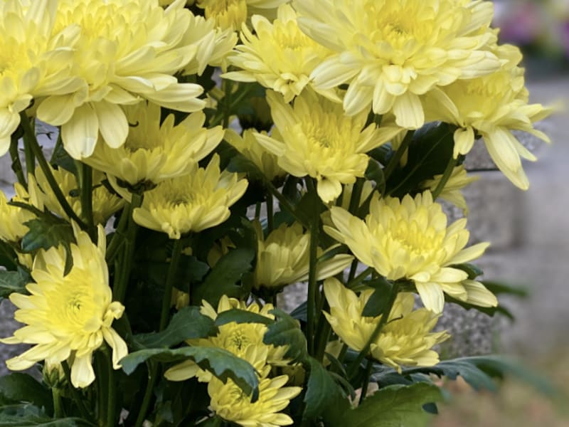 Bertem verduidelijkt de regels rond bloempotten op het kerkhof