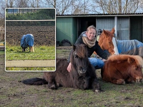 Sarah met haar paarden en Roosje in de wei in de omgeving van Boskant in Vosselaar. Inzet: Roosje.