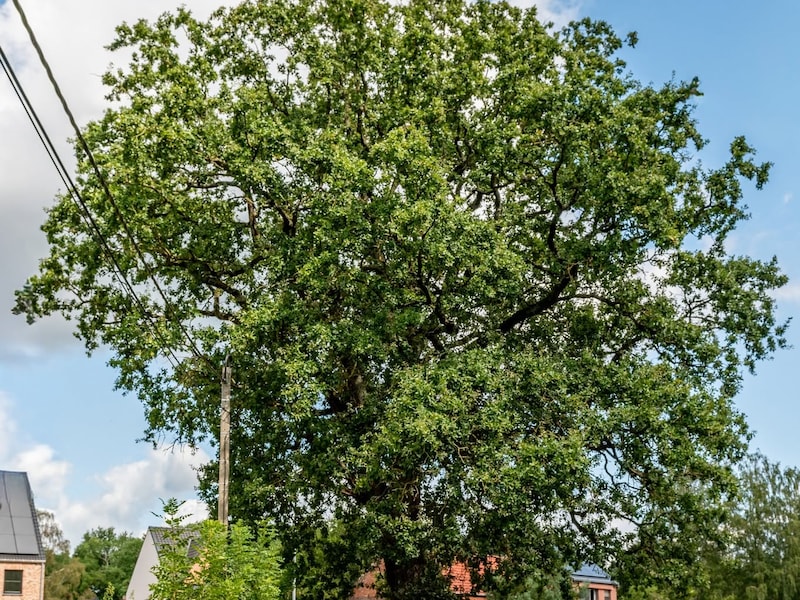 De zomereik in Tremelo is boom van het dorp. 