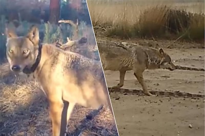 Van één eenzame wolvin naar een hele roedel die nu onrust veroorzaakt: hoe Naya in 2018 de terugkeer van de wolf in Vlaanderen inluidde