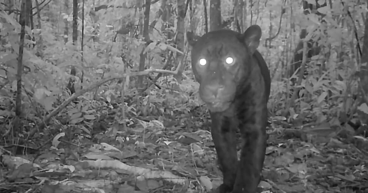 WWF schiet beelden van zeldzame zwarte jaguar in Ecuadoriaanse jungle
