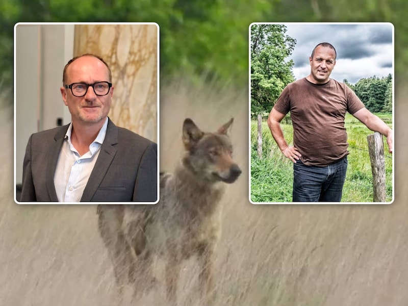 Nieuwe wolf vernoemd naar minister Ben Weyts: “Je schiet toch niet op een collega?”