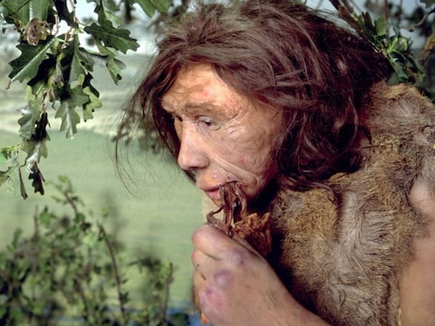De neanderthaler voedde zich voornamelijk met het vlees van grote prooien.