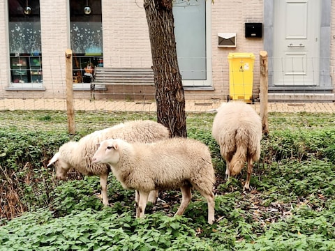 De schapen nemen opnieuw hun intrek in het bufferbekken op het Walter Luytenplein