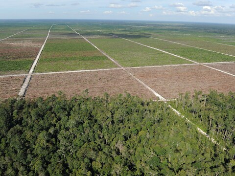 Het regenwoud in Indonesië moet vaak wijken voor plantages voor palmolie.