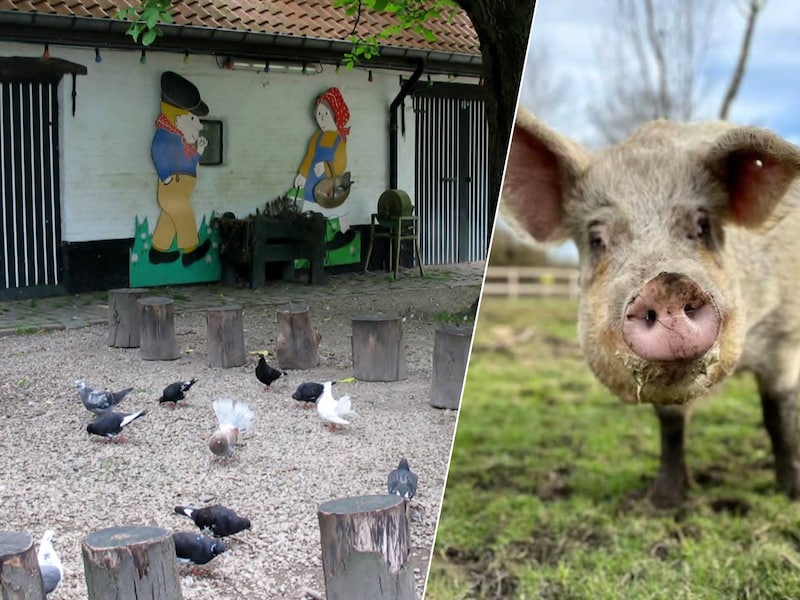 Schoolhoeve De Campagne in Drongen, Varken Lola is er niet meer, Inzet: Varken Lola is er niet meer