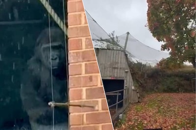 ‘Urban explorers’ ontdekken eenzame gorilla’s in Britse dierentuin in Bristol