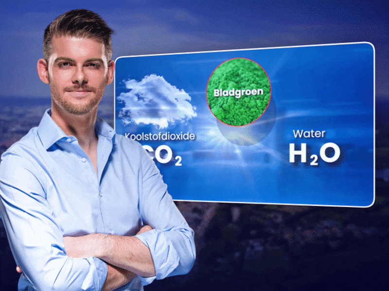 KIJK. Overal duiken blauwalgen op in Vlaanderen: wat is dat en hoe gevaarlijk zijn ze?