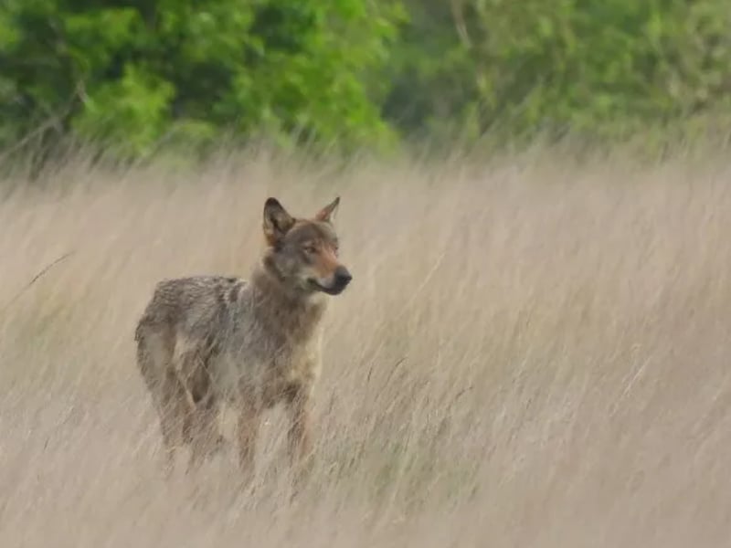 Wolvin Emma is niet langer alleen: mannelijke wolf opgedoken in Noorderkempen