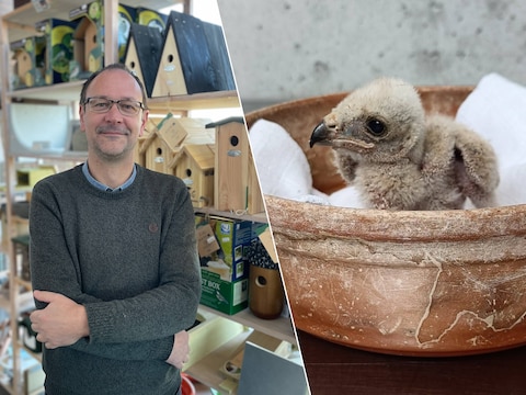 Claude Velter/ Een van de 27 jonge Bruine kiekendieven die opgevangen worden in het Vogelopvangcentrum in Oostende