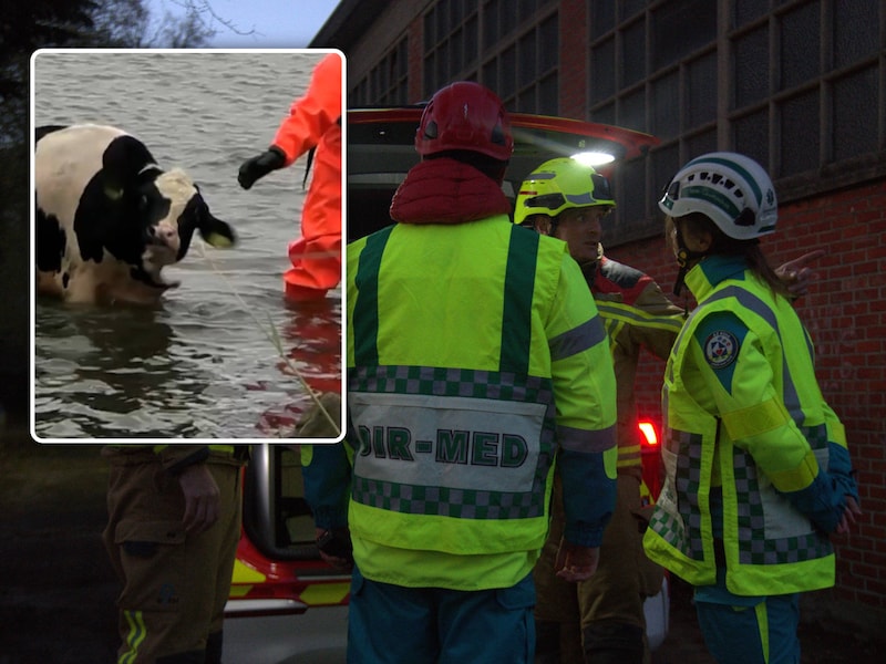 Brandweer Zone Rand was snel ter plaatse om de dieren te bevrijden Inzet: Illustratiebeeld van een koe in het water