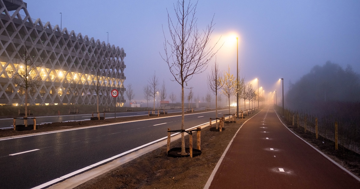 Stad Mechelen telt nu 20.500 bomen: extra groen dankzij 440 nieuwe aanplantingen