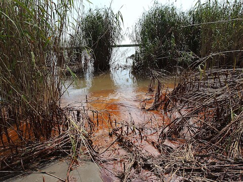 Door olie vervuild riet nabij de monding van de Mississippi, enkele dagen na de gigantische olieramp met het boorplatform Deepwater Horizon. Foto uit 2010.