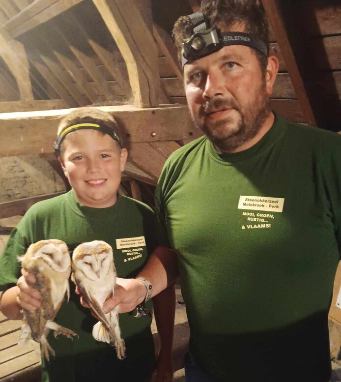 Kadavers in nestbakken en zelfs op kerkhof: kerkuilen beleven moeilijk ...