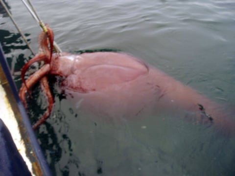 Bij Antarctica werd in 2007 deze tien meter lange en 450 kg zware reus aan de haak geslagen.
