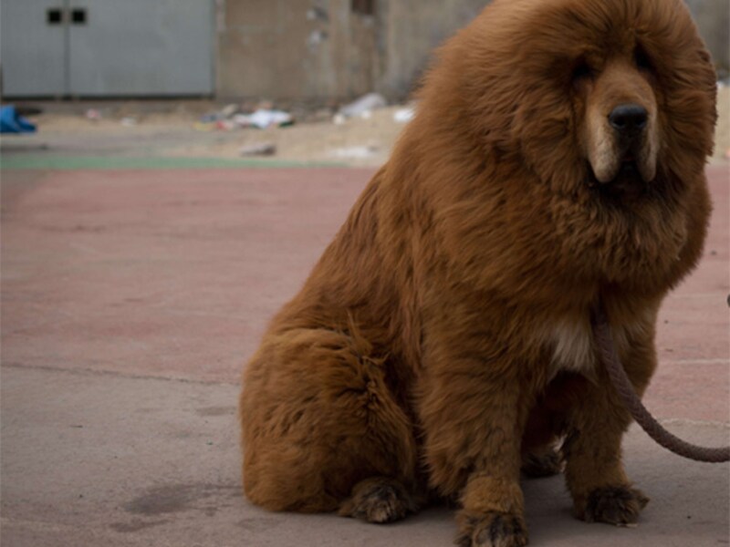 De Chinese dierentuin laat de Tibetaanse Mastiff doorgaan voor een leeuw.