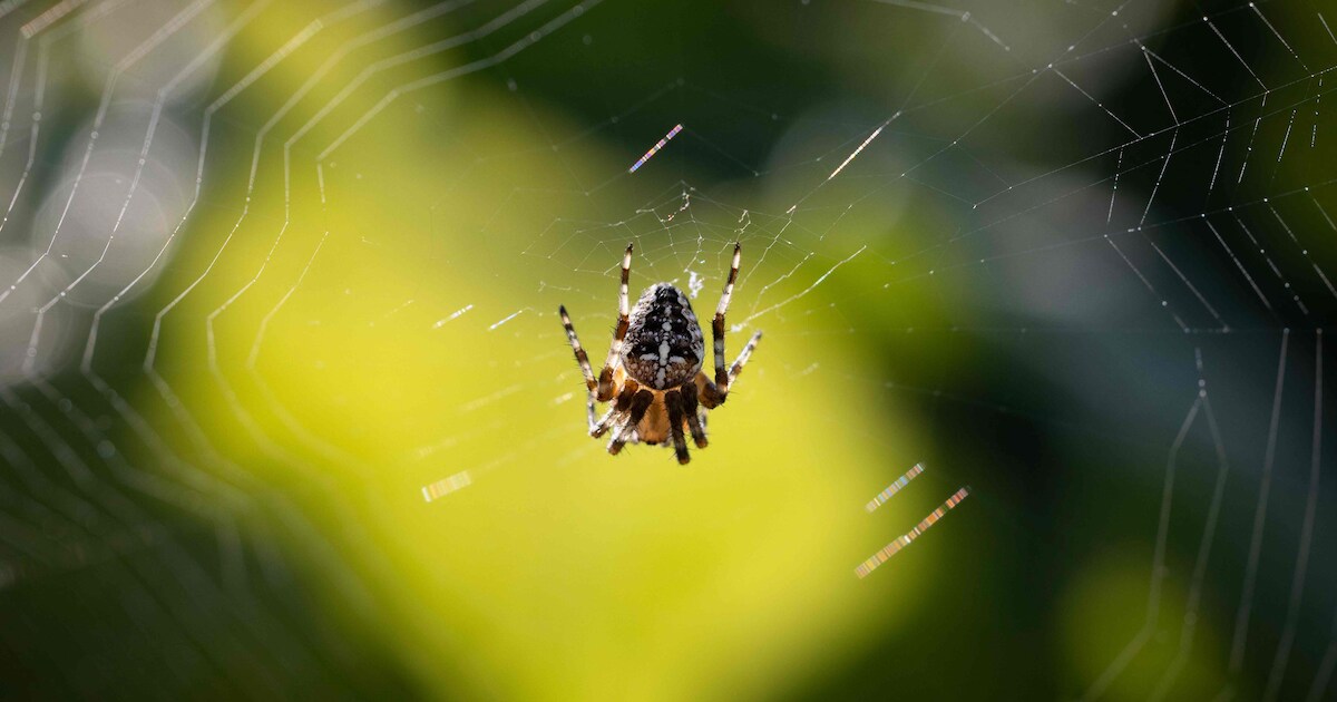 Gratis ontdekkingstocht in Fort 5: leer alles over spinnen en bodemdiertjes