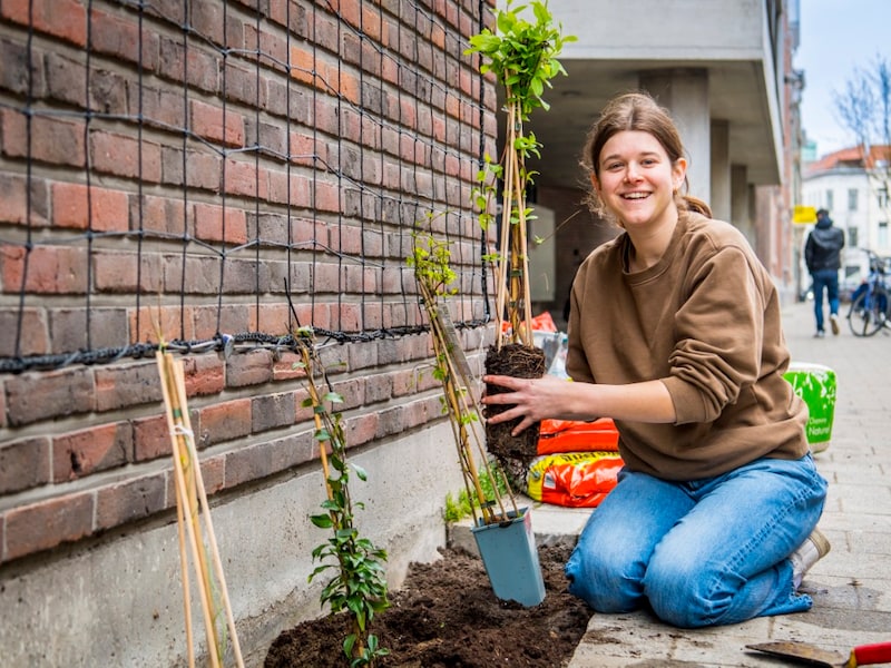 Verschillende bewoners van de Mortselse wijk Luithagen tonen interesse in de aanleg van een geveltuin.