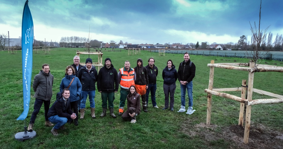Kippenboer Filip (59) krijgt gratis schaduwbomen voor zijn paarden: “Ook belangrijk voor de biodiver