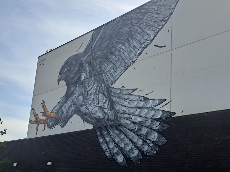 De havik prijkt op de muur van sporthal Den Box in Wespelaar.