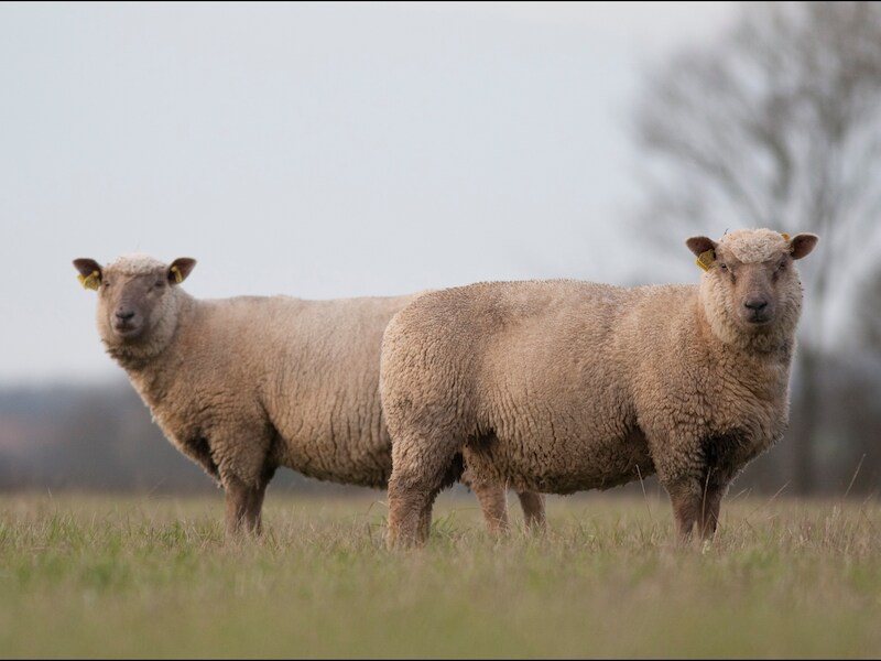 De schapen liepen onbeheerd rond, hadden hoefrot en vele dieren mankten.