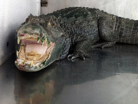 De alligator Mister Teeth moest de drugsvoorraad van zijn baas bewaken.