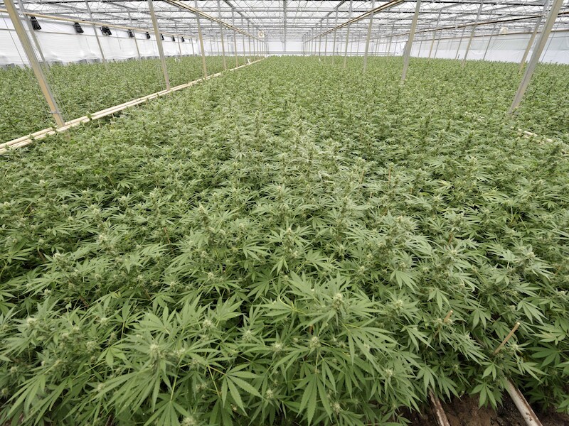 Een wietplantage in de Verenigde Staten