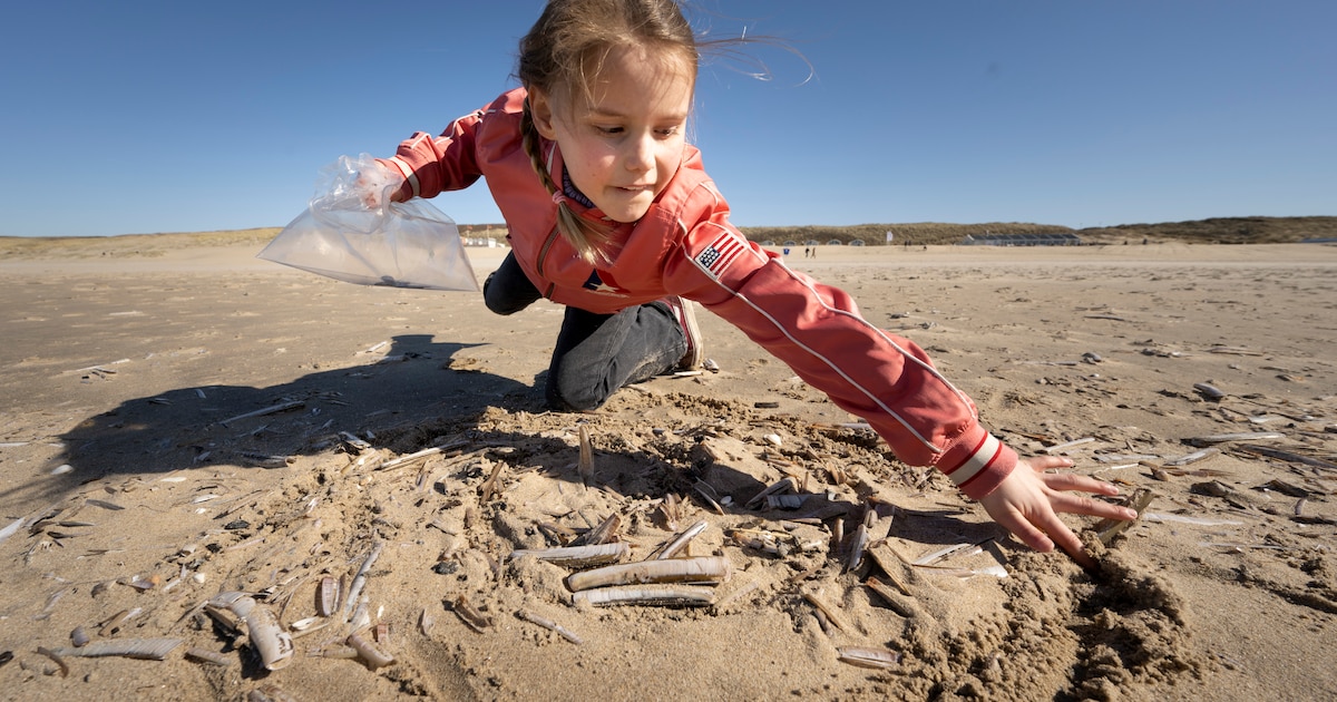 Nieuwpoort telt mee tijdens 9de editie van Grote Schelpenteldag