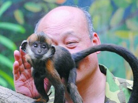 Verzorger Zhang Bangsheng redt met onorthodoxe ingreep het leven van dit aapje.