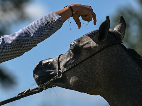 In Lokeren bij Stal de Vogelzang is er opnieuw een paard geëuthanaseerd met moeraskoorts.