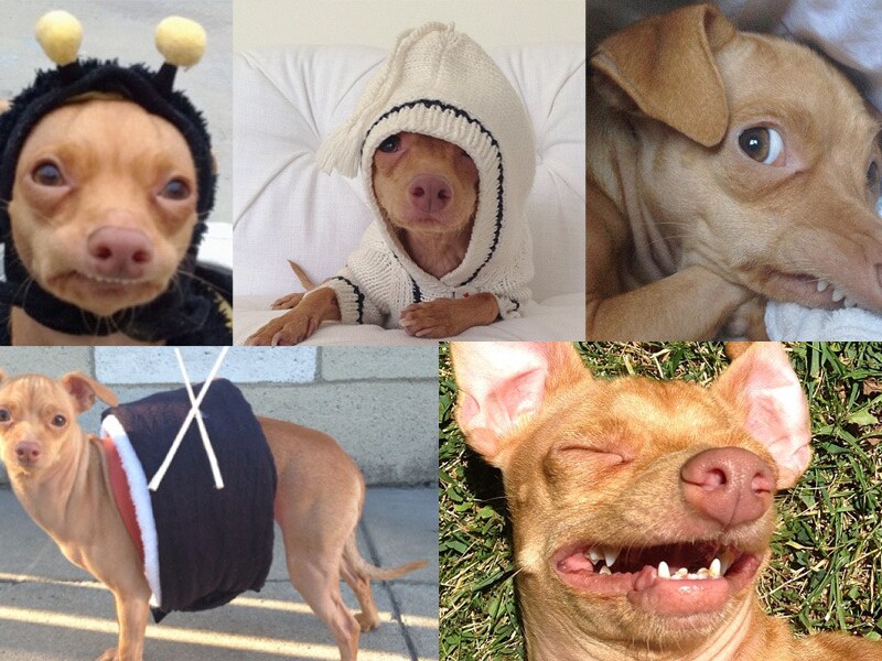 Tuna de hond