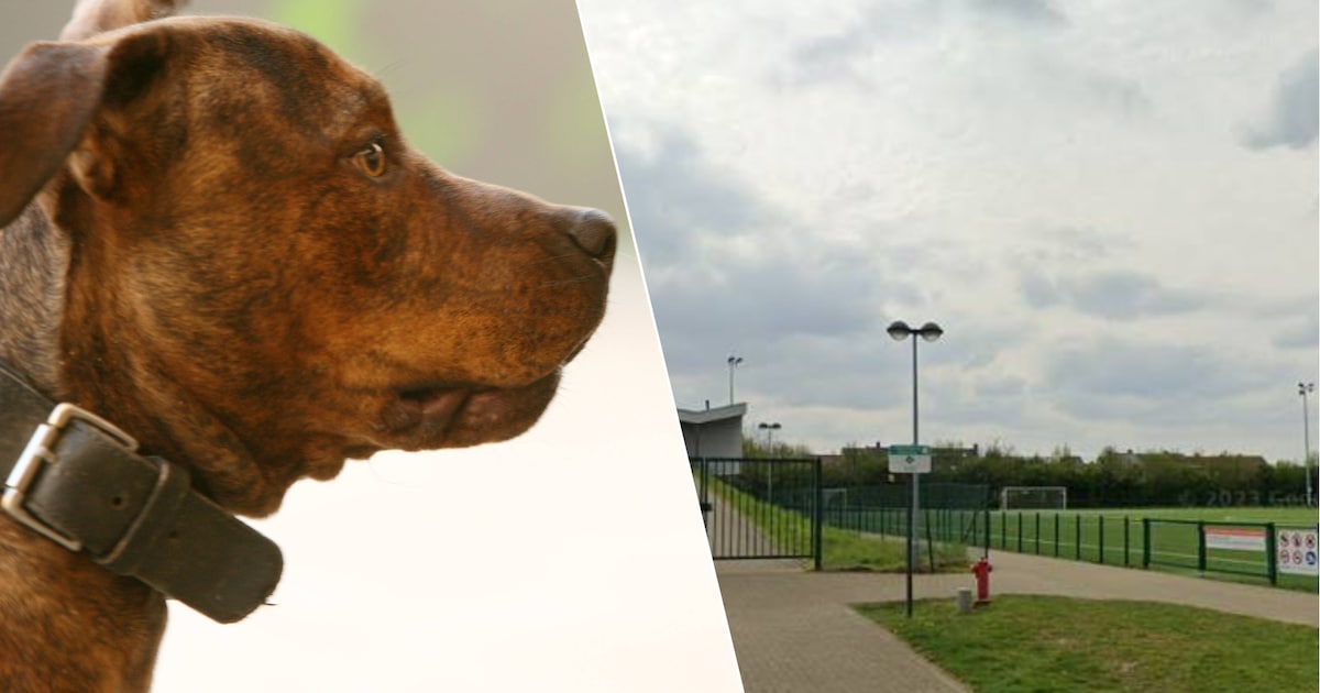 Terreinverzorger KFC Vrasene gewond na aanval door losgebroken Stafford