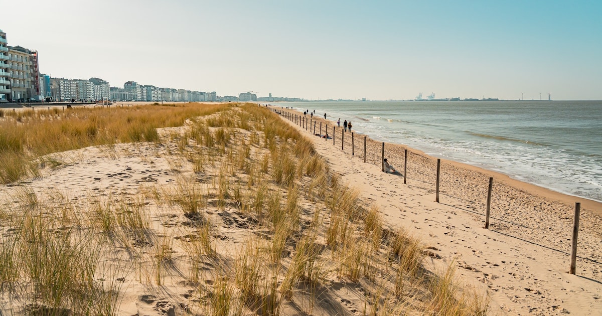 nieuwe-duinengordel-in-knokke-heist-levert-resultaat-op-onderzoeken