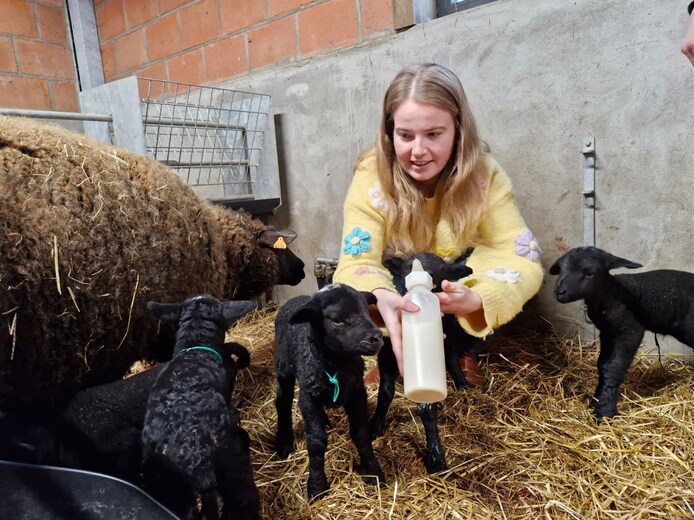 KIJK. Schaap bevalt van gezonde zesling in Tielt: “Ik heb ze toch een ...