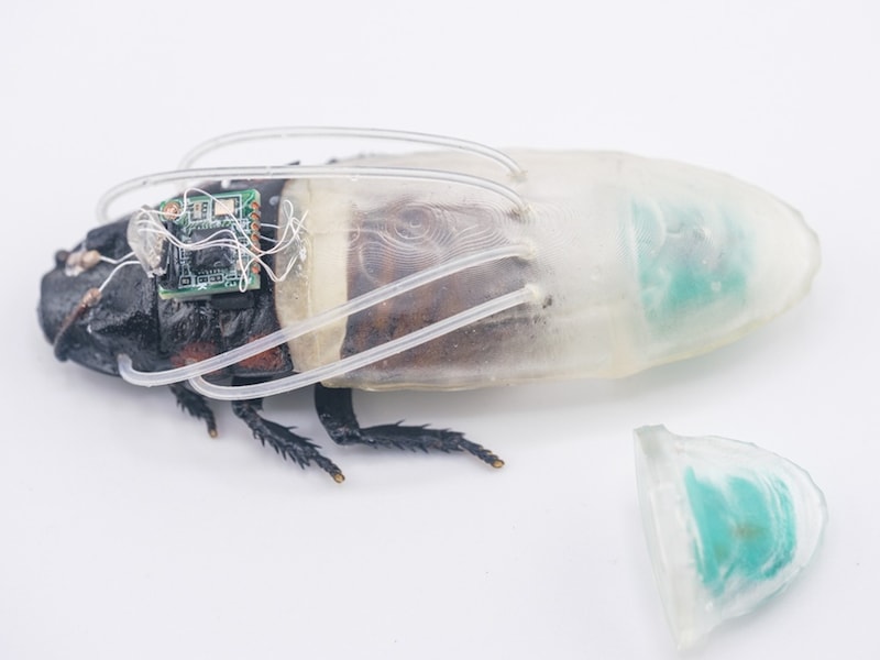KIJK. Cyborg-kakkerlak krijgt nu ook duikpak en kan zo drie uur onder water overleven
