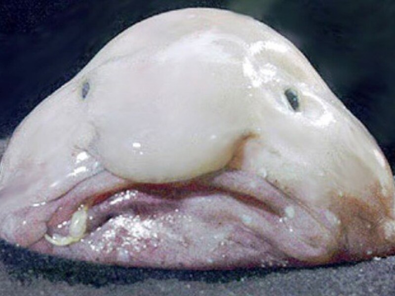 De blobvis is volgens de Ugly Animal Preservation Society het lelijkste dier ter wereld.