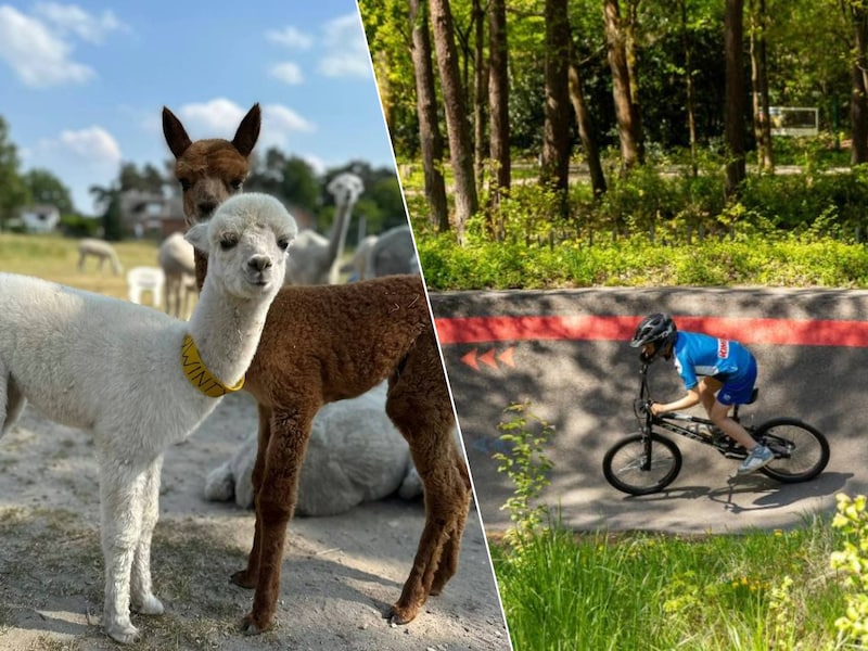 Wat te doen in Limburg dit weekend? Van alpaca-babyborrel in Bocholt tot zomerse beats in Hasselt