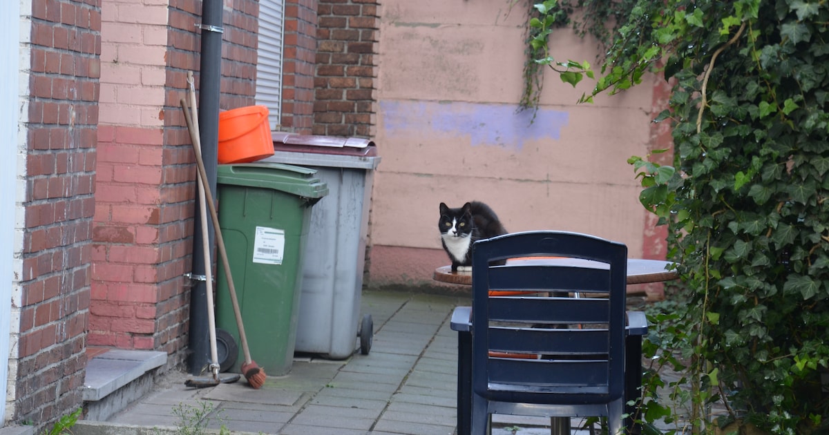 Zelzate hanteert ‘no kill-beleid’ tegenover zwerfkatten: “Resultaten ...