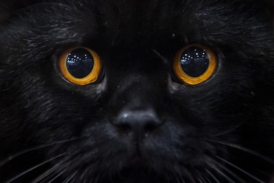 Spaans stadje verbiedt tijdelijk adoptie zwarte katten uit angst voor Halloweenrituelen
