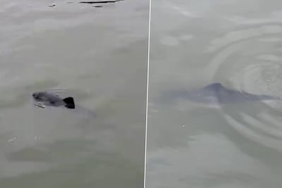 KIJK. Bruinvis opgedoken in Albertkanaal in Herentals: “Uniek dat dier zo ver landinwaarts gaat”