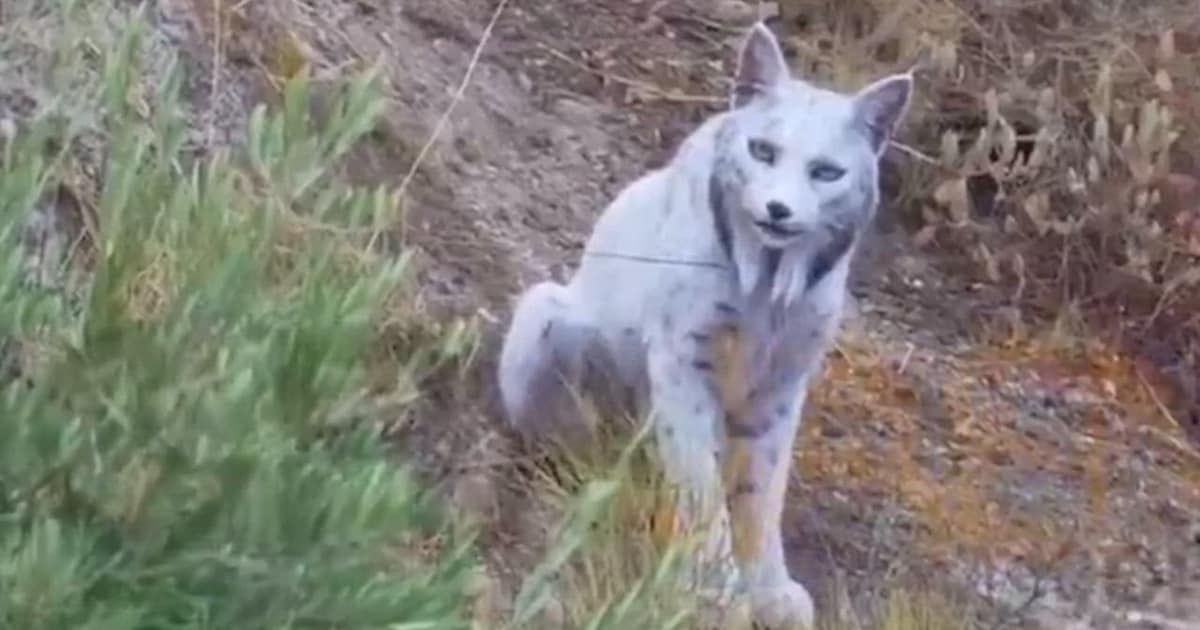 KIJK. Eerste bewegende beelden ooit van zeldzame witte Iberische lynx