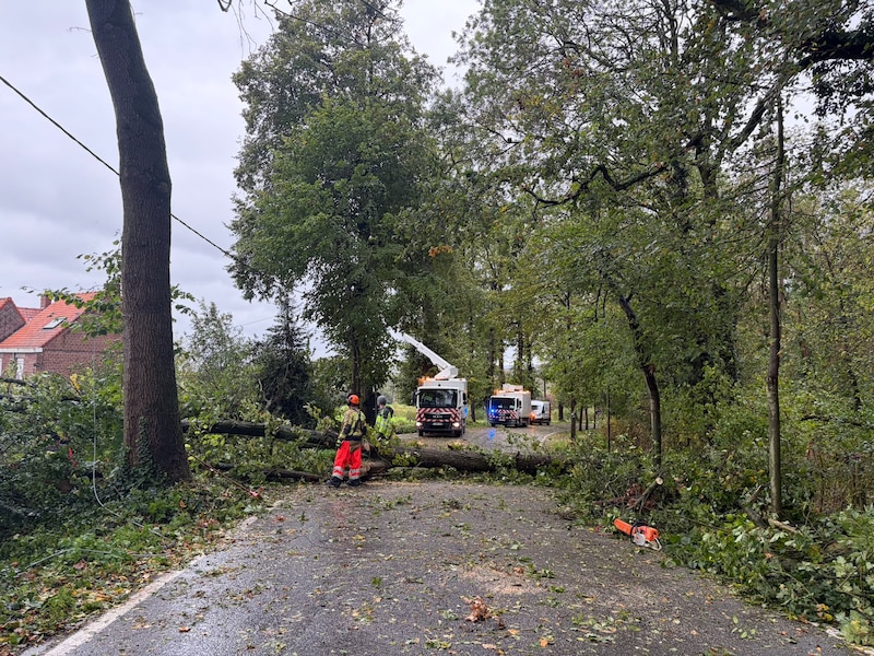 De Tiegemberg in Anzegem is afgesloten door een omgevallen boom.