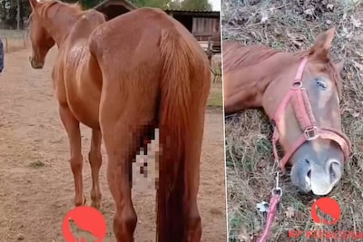 Paard ingeslapen na nieuwe wolvenaanval in Oudsbergen: “Weer een familie met zoveel verdriet”