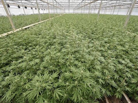 Een wietplantage in de Verenigde Staten