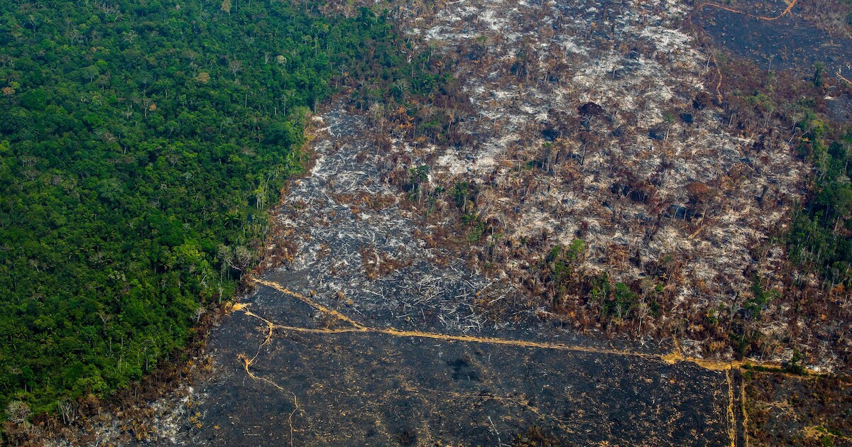 10.000 vierkante kilometer Amazonewoud verdwenen in één jaar tijd ...